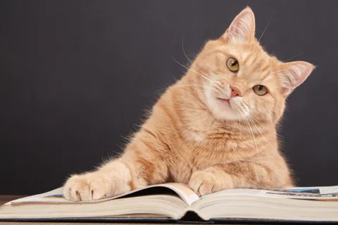 Cat with open book